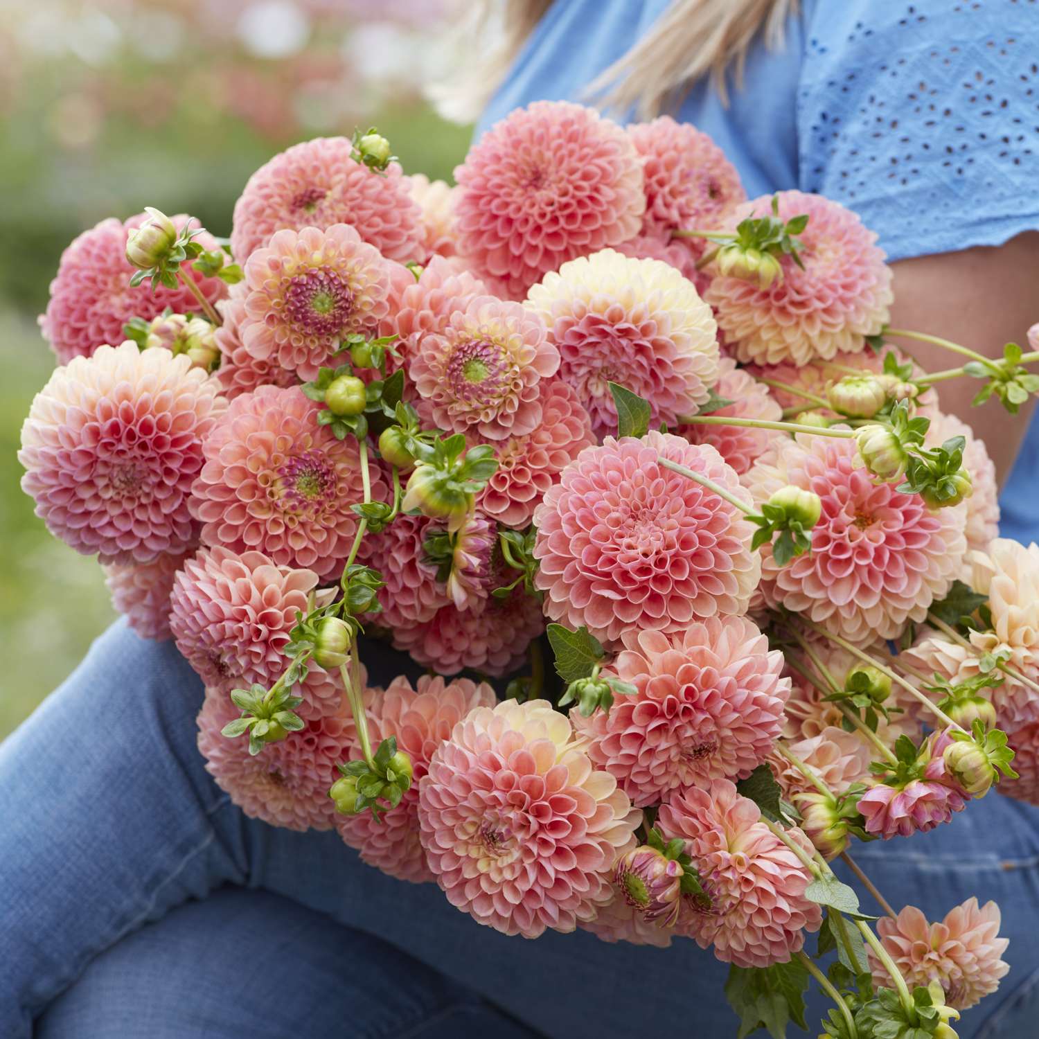 Dahlia 'Jowey Nicky'